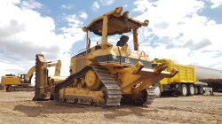 Bulldozer-Cat-D5nXl-0793-5